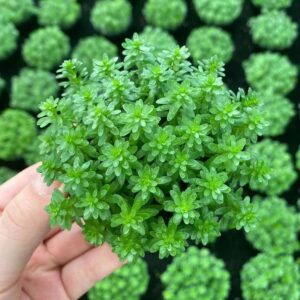 Moss Ball Plant
